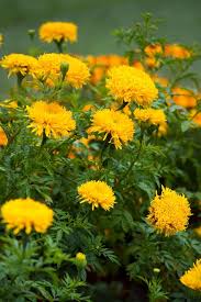 Image result for Tagetes erecta