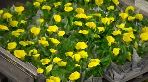 Here's the obvious reason why you're paying so much to get higher education that you never before realized. Why Are Flowers Getting More Expensive Bbc News