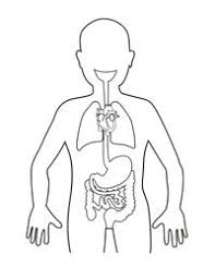 Our Time To Learn In 2021 Human Body Organs Human Body Systems Human Body Lesson