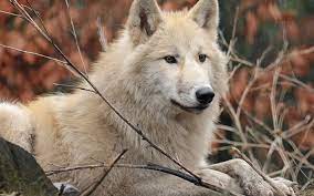 download wallpapers white wolf forest animals predators wildlife wolves besthqwallpapers com lobo branco cao lobo lobos