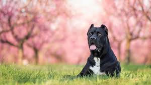 Maybe you would like to learn more about one of these? The Complete Guide To The World Of Cane Corso Colors