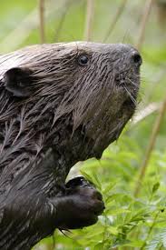 The tail of a beaver contributes significant length and weight. Beaver Facts Animal Facts Encyclopedia