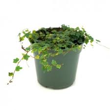 Image result for Ficus persicifolia