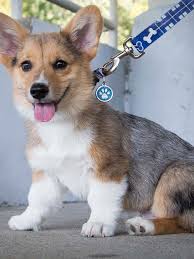 Area roundup: Strut Your Mutt to raise funds for pet sanctuary