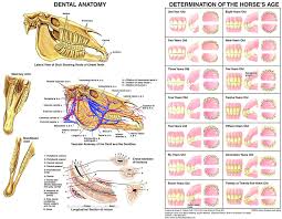 Equine Dental Anatomy Chart Horse