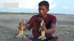 Cukup mudah penulis yang bukan pandai memasak pun boleh lakukannya. Cara Cara Siang Udang Lipan Udang Ketak By Abang Jiejan