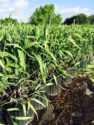 Chasmanthium latifolium 'little tickler' n° 187. Locate Find Wholesale Plants Plantant Com