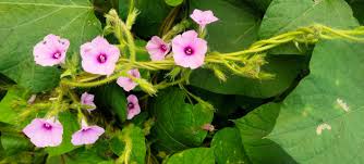 Image result for Ipomoea dichroa