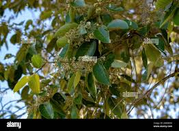 Image result for Metteniusaceae