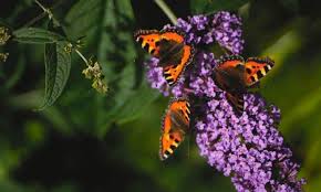 Jul 07, 2021 · amy kinsley, an assistant professor in the college of veterinary medicine at the university of minnesota, answers questions on what the latest research on ais shows, what boaters and anglers alike can do to stop the spread of ais, as well as the new ais explorer dashboard. When To Cut Back Butterfly Bush In Your Garden