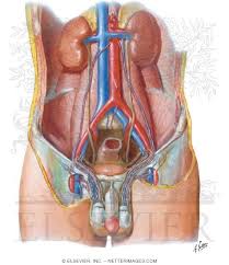 The anatomy of the testes. Blood Supply Of Testes