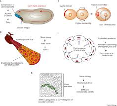 Coordination Of Morphogenesis And Cell Fate Specification In Development Current Biology