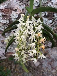 Image result for Cyrtorchis praetermissa