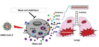 Image result for Mast Cell