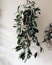 This propagation method works for nearly all species of. Happy Hoya A Guide To Hoyas Leaf And Paw