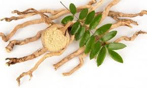 We did not find results for: Manfaat Dan Khasiat Tongkat Ali Eurycoma Longifolia Sejak Turun Temurun Untuk Kesihatan Perubatan Kartel Dakwah