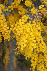 We did not find results for: Cootamundra Wattle Acacia Baileyana Purperea In 2021 Plants Evergreen Trees Australian Flowers