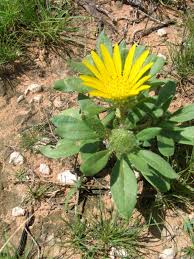 Image result for Hirpicium