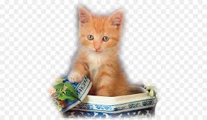 Kedicik Tebrik Avrupa Form Ziyaretci Defteri Yerli Kisa Tuylu Kedi Kedi Seffaf Png Goruntusu