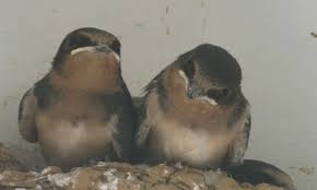 Baby Barn Swallows Baby Barn Swallows Barn Swallow Baby Barn