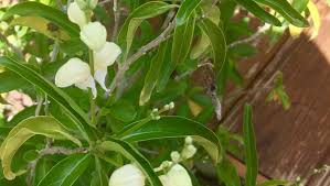 Maybe you would like to learn more about one of these? The Butterfly Guy More Of South Florida S Unusual Plants