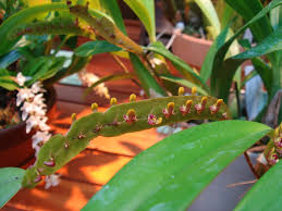 Image result for Bulbophyllum falcatum