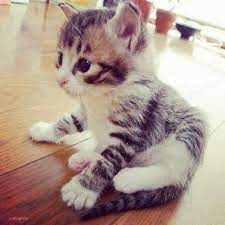 Mini Gatito Kittens Cutest Baby Animals Cute Animals