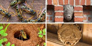 Initially, i struggled to find the nest. How To Locate A Wasp Nest
