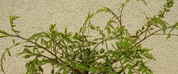 Image result for Xymalos monospora