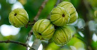 Garcinia cambogia (gc) is a tree that grows in southeast asia and produces fruit that's used in many popular health supplements. 29 Things You Didn T Know About Garcinia Cambogia