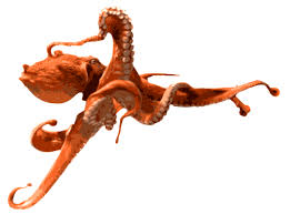 Birch Beer Vs Root Beer Reddit Photoshop Octopus Clip Art Art