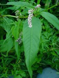Image result for Persicaria