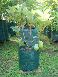 Ide Berkebun Taman Buah Tanaman
