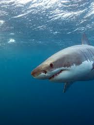 Maybe you would like to learn more about one of these? 3rd Shark Attack Reported In Beaches Near Savannah Including Teen From Tennessee Wztv