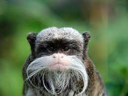 I Just Wanna Snuggle Him Animais Incomuns Animais Lindos Animais Silvestres