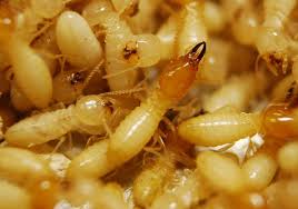Don't let misconceptions about termites control your thoughts on pest management. So You Want To Study Termite Control Step 1 Raise A Few Million Termites