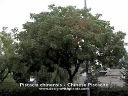 Maybe you would like to learn more about one of these? Pistachia Chinensis Chinese Pistache Youtube