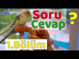 muhabbet kusu soru cevap 1 bolum youtube muhabbet kuslari kusu kus