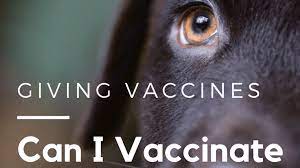 When we went to get them their first puppy shots, we were shocked at the cost and decided to research alternatives—we simply couldn't afford it. How To Do Puppy Vaccinations And Give Your Puppies Shots Pethelpful