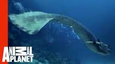 Image result for history channel of findings of a mermaid