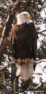Eagles Are The Apex Predator In The Family Of Bird Of Prey In India Including Hawks Eagles Kites Harriers And Old World Vultures The Eagle Is A Lar Hayvanlar