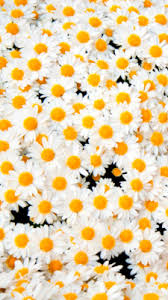Wallpaper flowers vintage flower iphone wallpaper sunflower. Orange Flower Wallpaper Tumblr Wallpapershit
