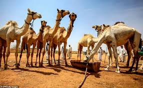 Download millions of videos online. Camel Traders Use Mobile Cranes To Move Animals Onto Trucks After Being Sold At Market In Sudan Express Digest