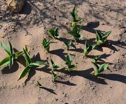 Image result for Drimia calcarata