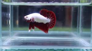 Induk jantan platinum red dragon hmpk pada 2 disember 2011, anak ikan laga jenis platinum red dragon hmpk telah. 130 A3 Live Betta Fishhigh Quality Male Red Platinum Dragon Video Included Youtube