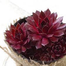 This fantastic colorful rosette succulent is a must have for any succulent lover. Sempervivum Red Lion Red Succulents Sempervivum Succulent Outdoor