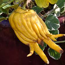 Image result for Lipocarpha constricta