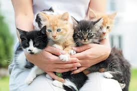 You are on the right page, read on. When Do Kittens Eyes Change Color Catster