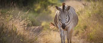 The cause of the breakup of the family can only be the death of the leader or the expulsion of his younger challenger. Zebra African Wildlife Foundation