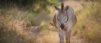 Preis.de has been visited by 100k+ users in the past month Zebra African Wildlife Foundation